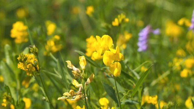 Wild yellow flowers of Meadow pee or Meadow vetchling are swayed by a light breeze. Lathyrus pratensis Selective focus