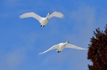 白鳥の飛翔