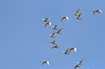 白鳥の飛翔