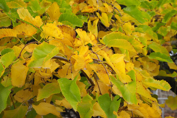 yellowed leaves on the tree ready to be poured,