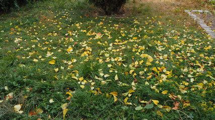 Fototapeta premium yellowed leaves in autumn, yellowed aspen leaves falling on the road,