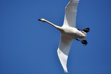 白鳥の飛翔