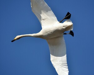 白鳥の飛翔