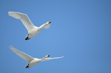 白鳥の飛翔