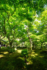 Fototapeta 初夏の圓光寺の風景 obraz