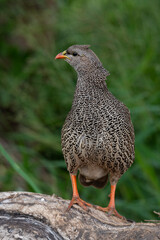 Francolin du Natal,.Pternistis natalensis, Natal Spurfowl