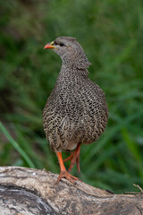 Francolin du Natal,.Pternistis natalensis, Natal Spurfowl