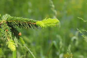 Branches ate with new young needles close-up.