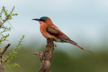 Guêpier carmin,.Merops nubicoides, Southern Carmine Bee eater