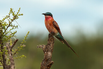 Guêpier carmin,.Merops nubicoides, Southern Carmine Bee eater
