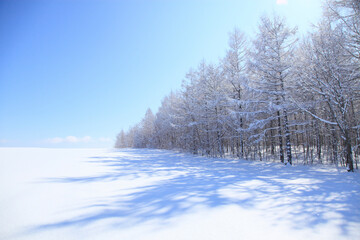 雪原の影と,着雪した木々