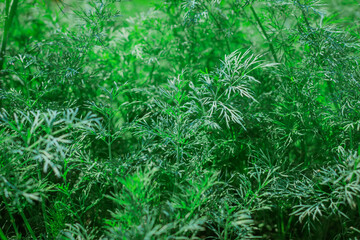 Fresh green dill close-up. Green nature background.