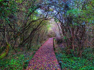 path in the woods
