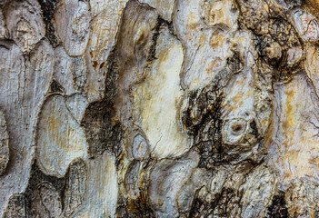  Wood skin bark texture