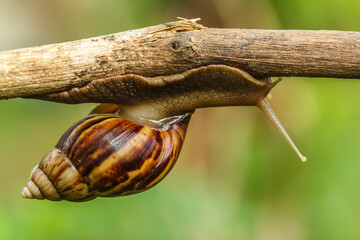 Snails crawl on the branches.