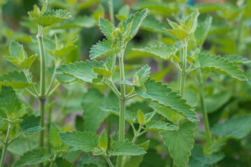 Melissa grows in rows on a bed.