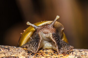 Snails crawl on the branches.