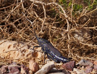 Poekilocerus bufonius vittatus, the toxic desert grasshopper