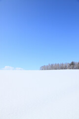 雪原の着雪した防風林