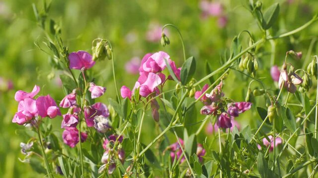 Wild Pink Tuberous Pea flowers are swayed by a light breeze. Lathyrus tuberosus. Selective focus