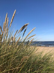 sand dunes and grass