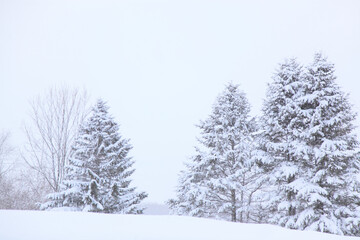 雪の積もった木々