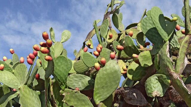 Prickly pear cactus with fruits in red and orange color over clear blue sky. Opuntia, called prickly pear, is a genus in the cactus family, Cactaceae, Puglia, Italy