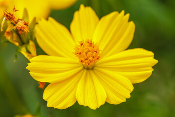 Yellow flowers in nature at beautiful