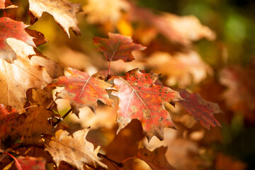 red maple leaf with spots, canadian sweet maple, natural background, horizontal