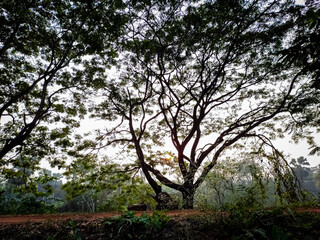 The sunset can be seen through the gaps in the branches of a large tree in the Northern India.
