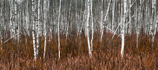 natural background, white birch trees in yellow autumn grass.