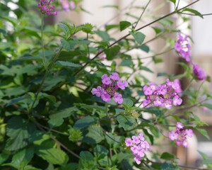 ランタナ（七変化）