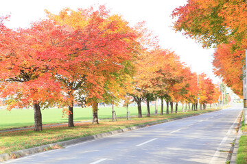 紅葉並木道