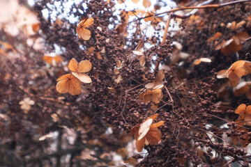 background of last year  dry flowers in delicate brown shades