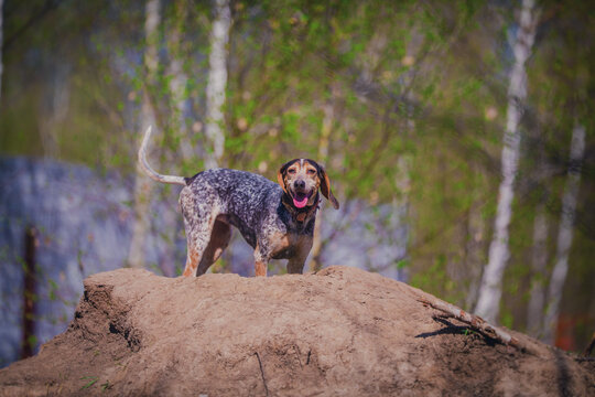 Dog walking in the forest, general plan