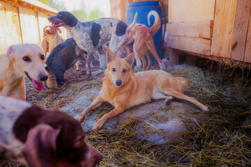 Ginger dog chills by lying belly on unmelted spring ice in March surrounded by other dogs for a...