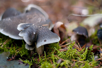 A macro shot of a mushroom - Tricholoma myomyces in Latin. The harvest of the autumnal forest near Warsaw, Poland.