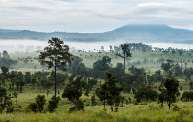 Pine forest savannah thung salang luang