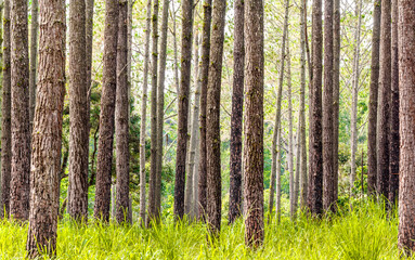 Pine forest in the rain