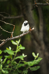 A small bird sits on a tree branch in the forest. Background wallpaper.