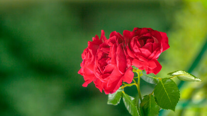 fresh colorful rose close up blurry background