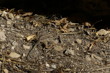 Geniez's wall lizard (Podarcis virescens).
A lizard endemic to the iberian peninsula (Spain and Portugal)