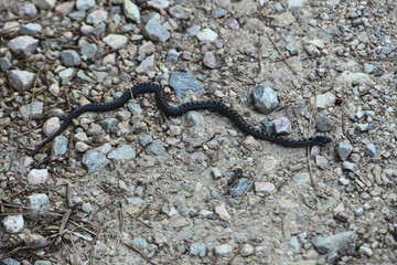 Culebra lisa meridional (coronella girondica), ejemplar juvenil. Una especie inofensiva presente en el suroeste de Europa (España, Francia, Italia y Portugal) y el Norte de África. 