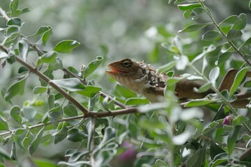 Chameleon, Lizard or Iguana on tree in garden