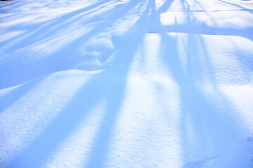 雪原の影
