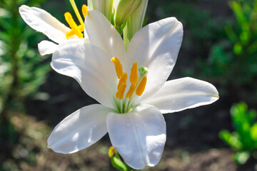 White flower of the Candidum Lily variety. Hello summer
