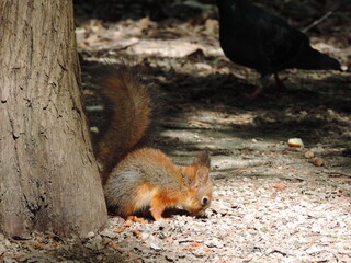 squirrel in the park