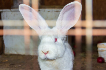 white rabbit with red eyes sitting in a cage