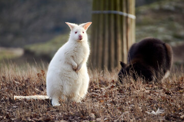 White albino Bennett's wallaby (Macropus rufogriseus) © Thomas Marx