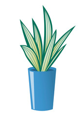 potted flower with long green leaves with light stripes